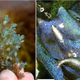 A piece of the algae, left. A close-up look, right, reveals its glittery internal structure.
